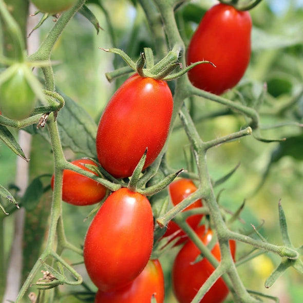 Tomato Roma - (Solanum Lycopersicum) Seeds