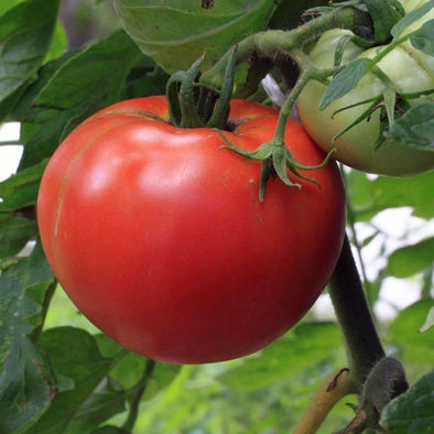 Tomato Rutgers - (Solanum Lycopersicum) Seeds