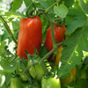 Tomato San Marzano - (Solanum Lycopersicum) Seeds