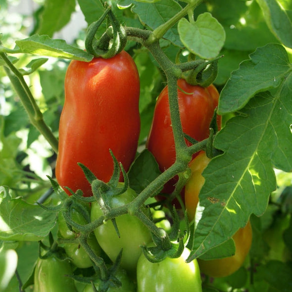 Tomato San Marzano - (Solanum Lycopersicum) Seeds