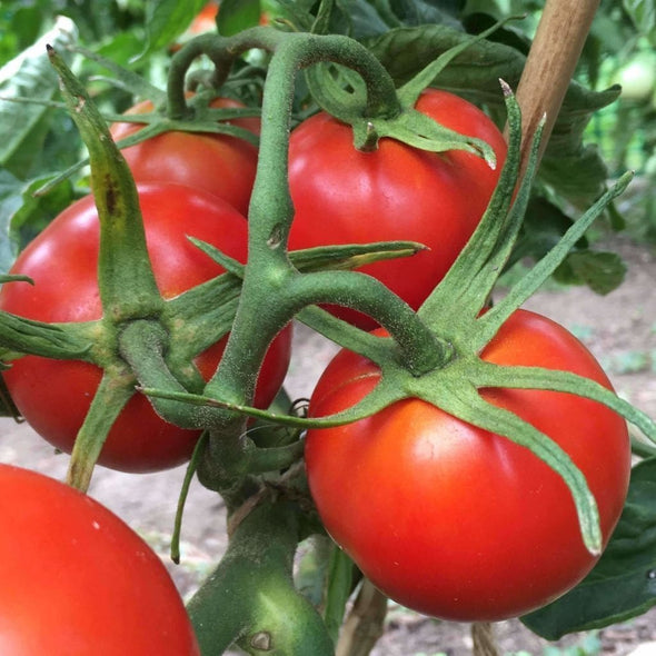 Tomato Siberian - (Solanum Lycopersicum) Seeds