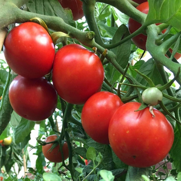 Tomato Siberian - (Solanum Lycopersicum) Seeds