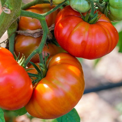 Tomato Soldacki - (Solanum Lycopersicum) Seeds