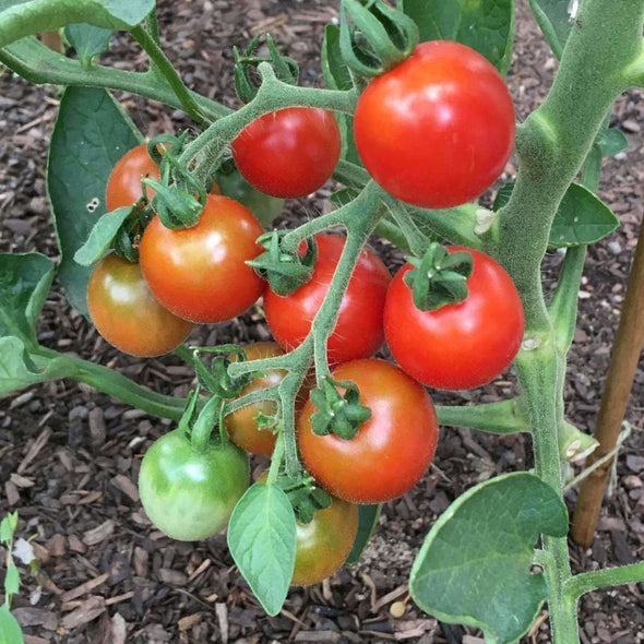 Tomato Stupace - (Solanum Lycopersicum) Seeds