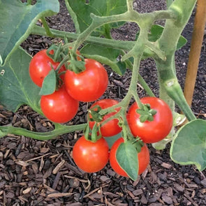 Tomato Stupace - (Solanum Lycopersicum) Seeds
