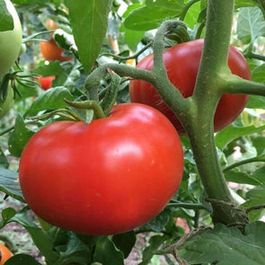 Tomato Sub Arctic Plenty - (Solanum Lycopersicum) Seeds