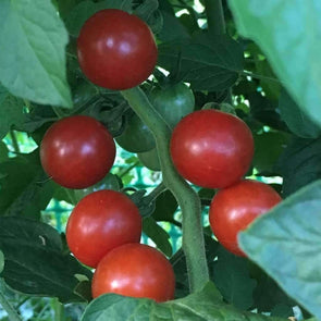 Tomato Sweetie - (Solanum Lycopersicum) Seeds