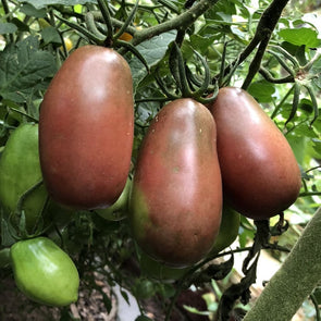 Tomato Ukrainian Purple - (Solanum Lycopersicum) Seeds