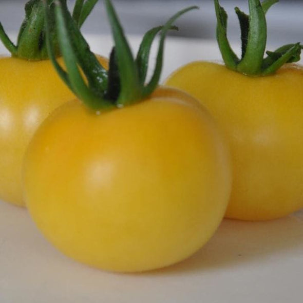 Tomato Wapsipinicon - (Solanum Lycopersicum) Seeds
