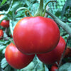 Tomato Wisconsin 55 - (Solanum Lycopersicum) Seeds
