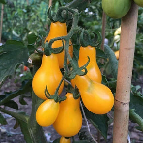 Tomato Yellow Pear - (Solanum Lycopersicum) Seeds