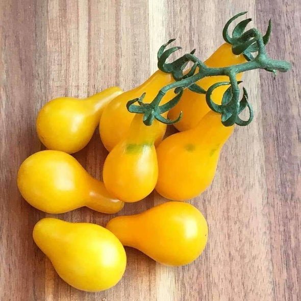 Tomato Yellow Pear - (Solanum Lycopersicum) Seeds