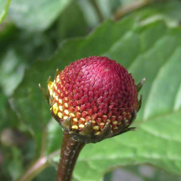 Toothache Plant - (Spilanthes Oleracea) Seeds