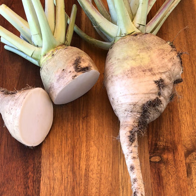 Turnip Gilfeather - (Brassica Rapa Rapa) Seeds