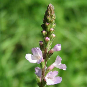 Vervain Common - (Verbena Officinalis) Seeds