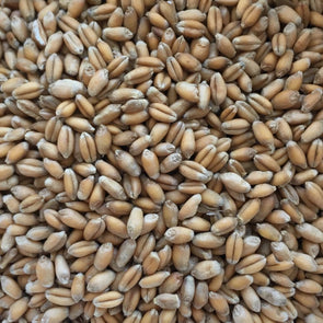 Wheat Common Winter - (Triticum Aestivum) Seeds