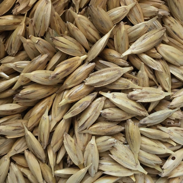 Wheat (Spring) Emmer - (Triticum Aestivum) Seeds