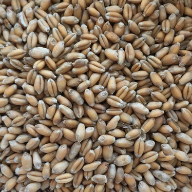 Wheat (Spring) Foisy Soft White - (Triticum Aestivum) Seeds