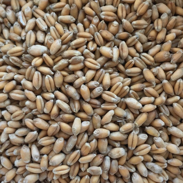 Wheat (Spring) Foisy Soft White - (Triticum Aestivum) Seeds