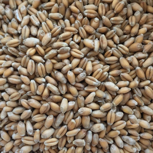 Wheat (Spring) Utrecht Blue - (Triticum Aestivum) Seeds