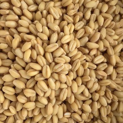 Wheat (Winter) White Sonora - (Triticum Aestivum) Seeds