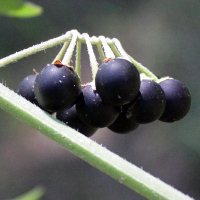 Wonderberry - (Solanum retroflexum) seeds - amkha-seed.myshopify.com
