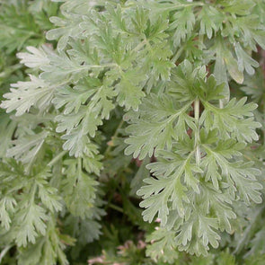 Wormwood Absinthe - (Artemisia Absinthium) Seeds