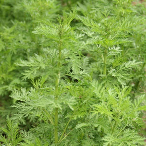 Wormwood Sweet - (Artemisia Annua) Seeds