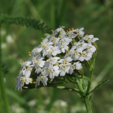 Yarrow - (Achillea Millefolium) Seeds